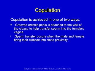 Copulation Copulation is achieved in one of two ways: Grooved erectile penis is attached to the wall of the cloaca to help transfer sperm into the female's vagina Sperm transfer occurs when the male and female bring their cloacae into close proximity 