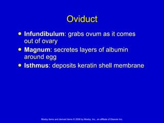 Oviduct Infundibulum : grabs ovum as it comes out of ovary Magnum : secretes layers of albumin around egg Isthmus : deposits keratin shell membrane 