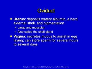 Oviduct Uterus : deposits watery albumin, a hard external shell, and pigmentation Large and muscular Also called the shell gland Vagina : secretes mucus to assist in egg laying; can store sperm for several hours to several days 