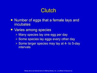 Clutch Number of eggs that a female lays and incubates  Varies among species   Many species lay one egg per day Some species lay eggs every other day Some larger species may lay at 4- to 5-day intervals 