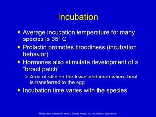 Incubation Average incubation temperature for many species is 35° C Prolactin promotes broodiness (incubation behavior) Hormones also stimulate development of a “brood patch” Area of skin on the lower abdomen where heat is transferred to the egg Incubation time varies with the species 