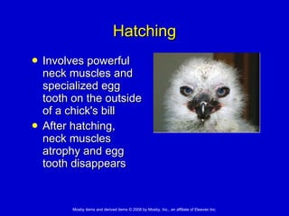 Hatching Involves powerful neck muscles and specialized egg tooth on the outside of a chick's bill After hatching, neck muscles atrophy and egg tooth disappears 