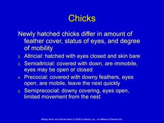 Chicks Newly hatched chicks differ in amount of feather cover, status of eyes, and degree of mobility Altricial: hatched with eyes closed and skin bare Semialtricial: covered with down, are immobile, eyes may be open or closed Precocial: covered with downy feathers, eyes open, are mobile, leave the nest quickly Semiprecocial: downy covering, eyes open, limited movement from the nest 