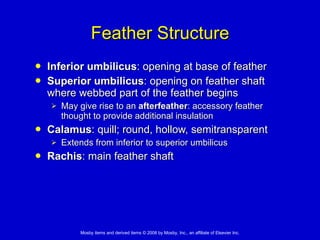Feather Structure Inferior umbilicus : opening at base of feather Superior umbilicus : opening on feather shaft where webbed part of the feather begins May give rise to an  afterfeather : accessory feather thought to provide additional insulation Calamus : quill; round, hollow, semitransparent Extends from inferior to superior umbilicus Rachis : main feather shaft 