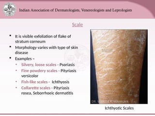 Comprehensive Overview of Skin Anatomy and Lesions for Medical ...