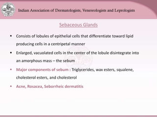 Chapter_01_Anatomy_of_Skin[1].pptx