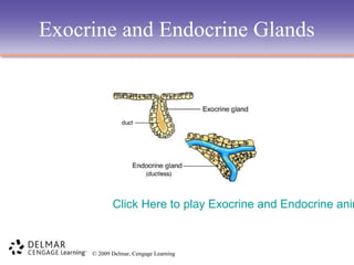 Exocrine and Endocrine Glands

Click Here to play Exocrine and Endocrine anim

© 2009 Delmar, Cengage Learning

 