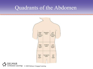 Quadrants of the Abdomen

© 2009 Delmar, Cengage Learning

 