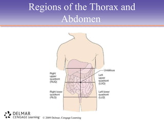Regions of the Thorax and
Abdomen

© 2009 Delmar, Cengage Learning

 