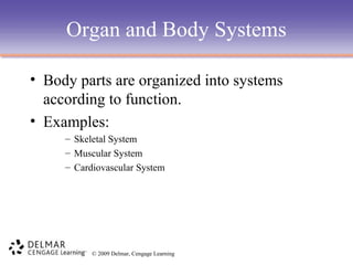 Organ and Body Systems
• Body parts are organized into systems
according to function.
• Examples:
– Skeletal System
– Muscular System
– Cardiovascular System

© 2009 Delmar, Cengage Learning

 