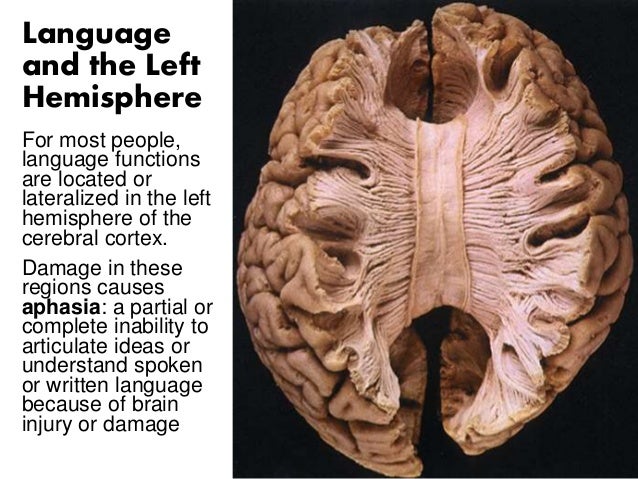 effects of damage to the corpus callosum