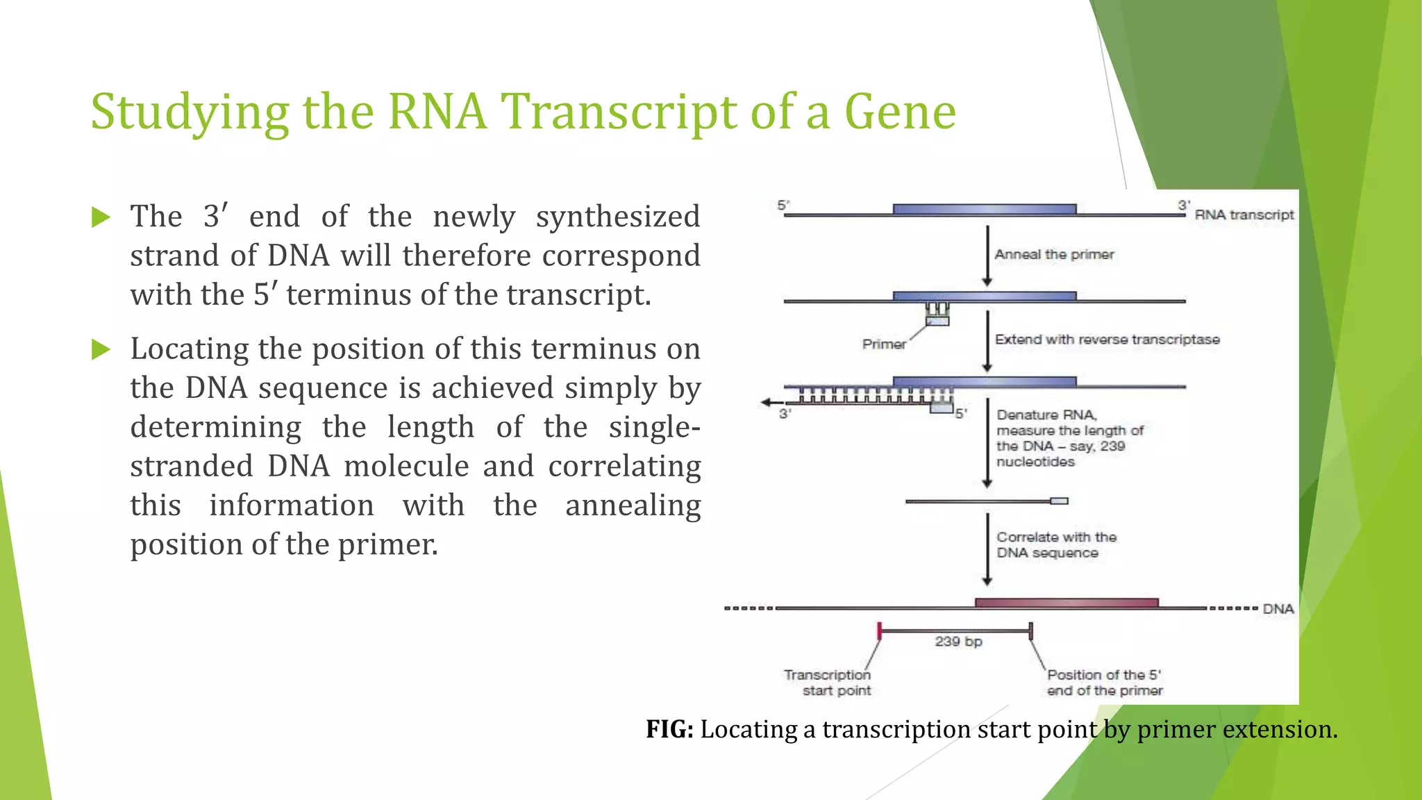 Studying the RNA Transcript of a Gene
 The 3′ end of the newly synthesized
strand of DNA will therefore correspond
with the 5′ terminus of the transcript.
 Locating the position of this terminus on
the DNA sequence is achieved simply by
determining the length of the single-
stranded DNA molecule and correlating
this information with the annealing
position of the primer.
FIG: Locating a transcription start point by primer extension.
 