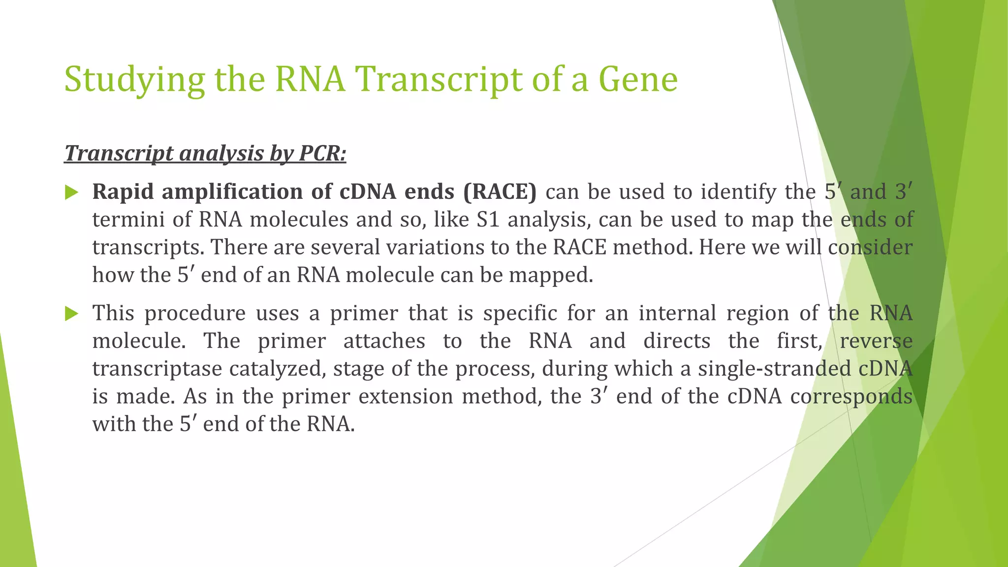 Studying the RNA Transcript of a Gene
Transcript analysis by PCR:
 Rapid amplification of cDNA ends (RACE) can be used to identify the 5′ and 3′
termini of RNA molecules and so, like S1 analysis, can be used to map the ends of
transcripts. There are several variations to the RACE method. Here we will consider
how the 5′ end of an RNA molecule can be mapped.
 This procedure uses a primer that is specific for an internal region of the RNA
molecule. The primer attaches to the RNA and directs the first, reverse
transcriptase catalyzed, stage of the process, during which a single-stranded cDNA
is made. As in the primer extension method, the 3′ end of the cDNA corresponds
with the 5′ end of the RNA.
 
