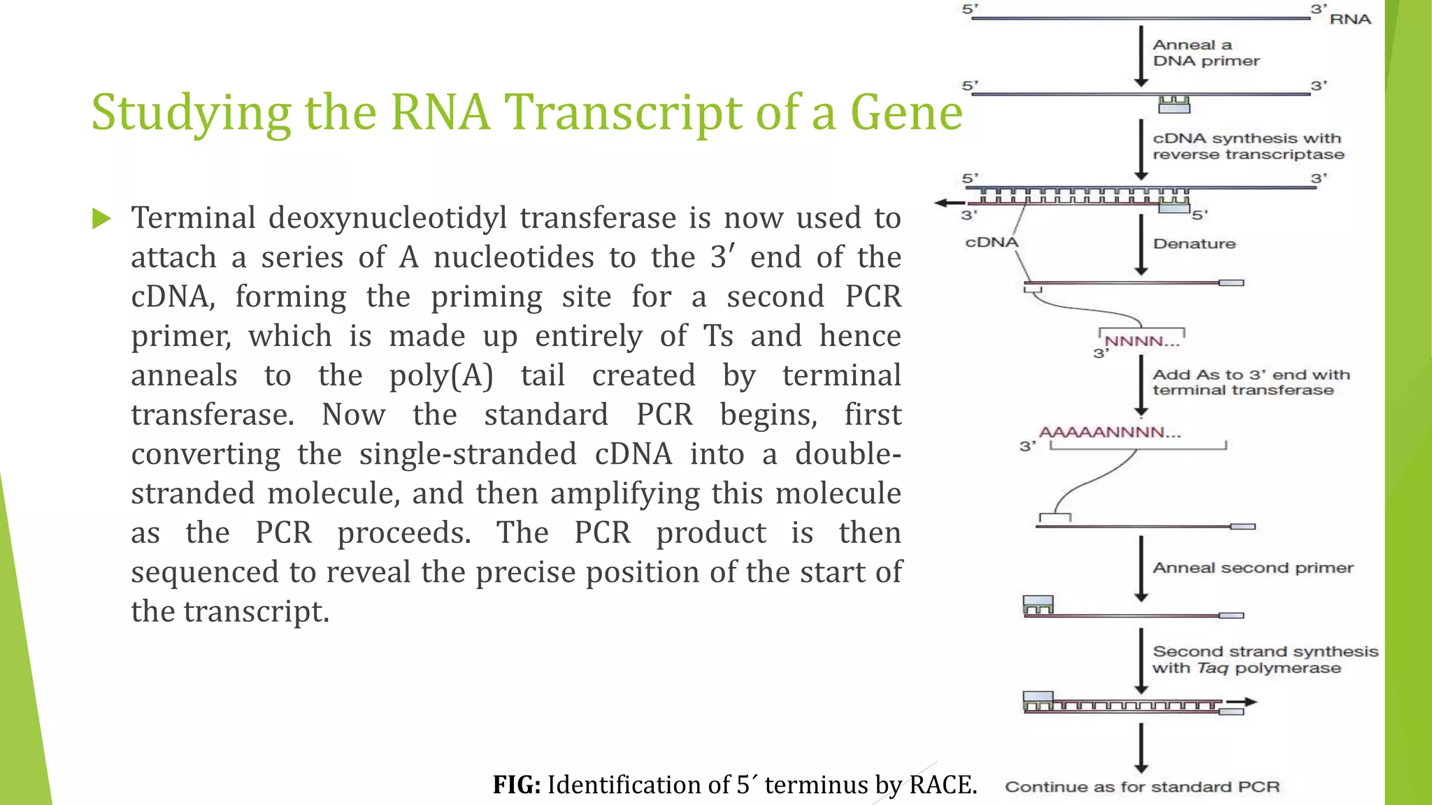 Studying the RNA Transcript of a Gene
 Terminal deoxynucleotidyl transferase is now used to
attach a series of A nucleotides to the 3′ end of the
cDNA, forming the priming site for a second PCR
primer, which is made up entirely of Ts and hence
anneals to the poly(A) tail created by terminal
transferase. Now the standard PCR begins, first
converting the single-stranded cDNA into a double-
stranded molecule, and then amplifying this molecule
as the PCR proceeds. The PCR product is then
sequenced to reveal the precise position of the start of
the transcript.
FIG: Identification of 5´ terminus by RACE.
 
