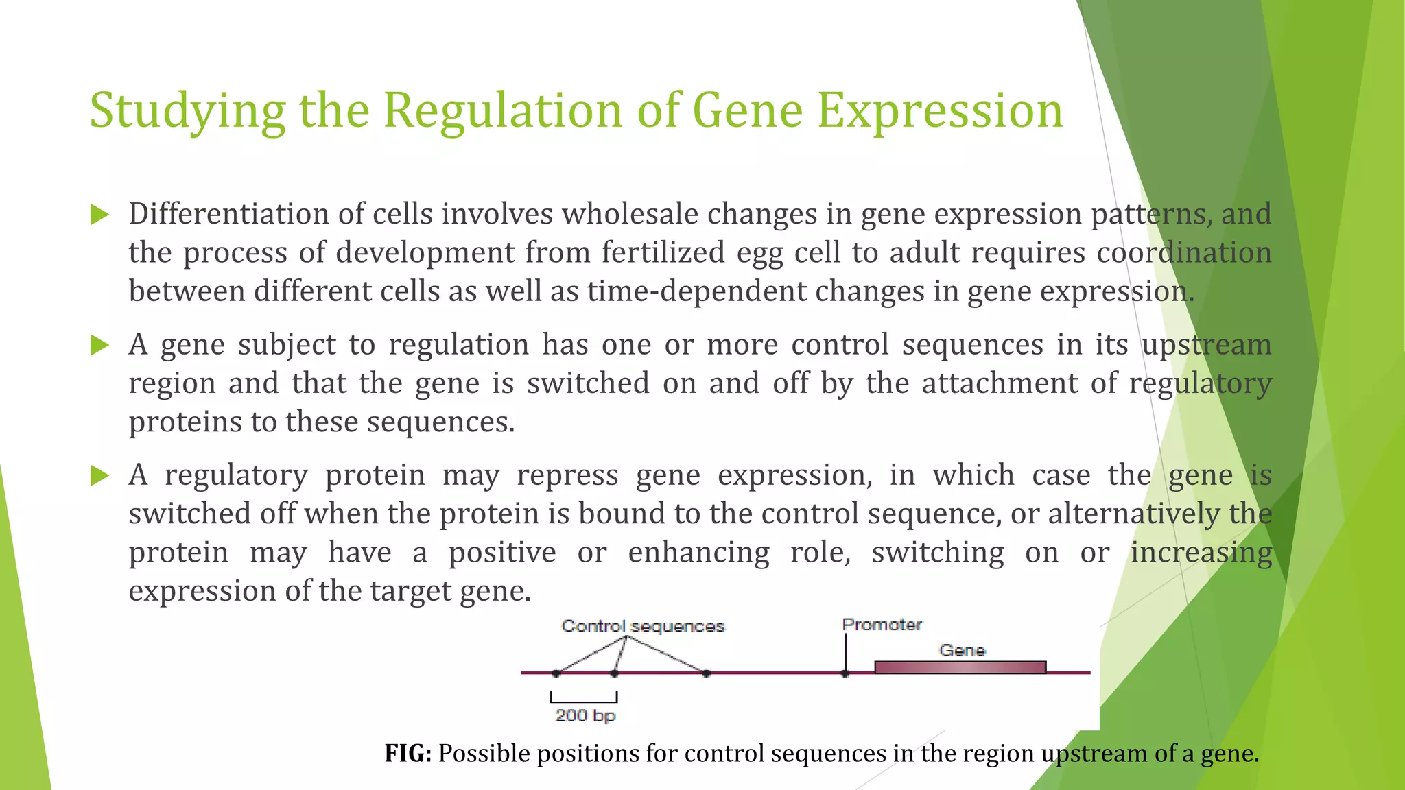 Studying the Regulation of Gene Expression
 Differentiation of cells involves wholesale changes in gene expression patterns, and
the process of development from fertilized egg cell to adult requires coordination
between different cells as well as time-dependent changes in gene expression.
 A gene subject to regulation has one or more control sequences in its upstream
region and that the gene is switched on and off by the attachment of regulatory
proteins to these sequences.
 A regulatory protein may repress gene expression, in which case the gene is
switched off when the protein is bound to the control sequence, or alternatively the
protein may have a positive or enhancing role, switching on or increasing
expression of the target gene.
FIG: Possible positions for control sequences in the region upstream of a gene.
 