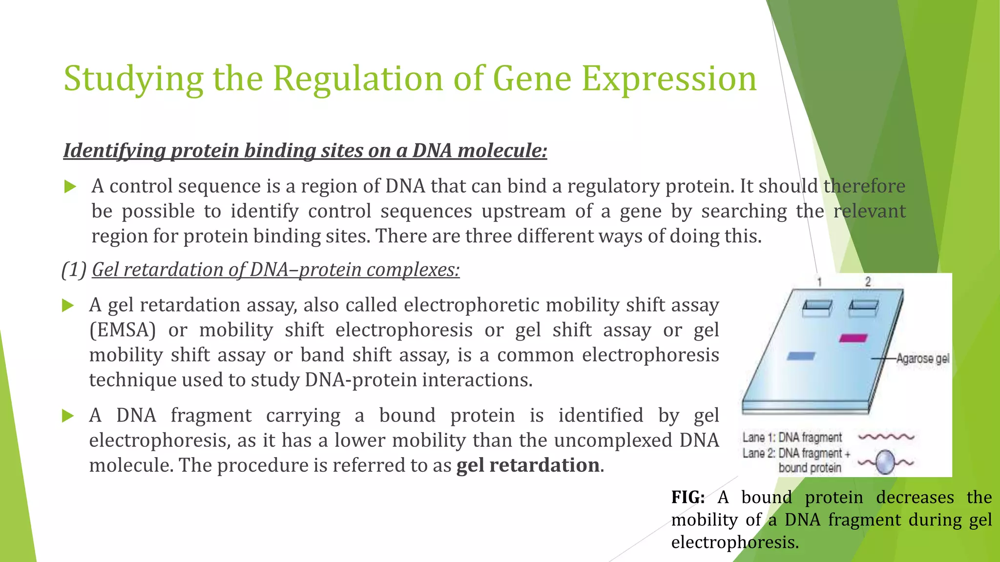 Studying the Regulation of Gene Expression
Identifying protein binding sites on a DNA molecule:
 A control sequence is a region of DNA that can bind a regulatory protein. It should therefore
be possible to identify control sequences upstream of a gene by searching the relevant
region for protein binding sites. There are three different ways of doing this.
(1) Gel retardation of DNA–protein complexes:
 A gel retardation assay, also called electrophoretic mobility shift assay
(EMSA) or mobility shift electrophoresis or gel shift assay or gel
mobility shift assay or band shift assay, is a common electrophoresis
technique used to study DNA-protein interactions.
 A DNA fragment carrying a bound protein is identified by gel
electrophoresis, as it has a lower mobility than the uncomplexed DNA
molecule. The procedure is referred to as gel retardation.
FIG: A bound protein decreases the
mobility of a DNA fragment during gel
electrophoresis.
 