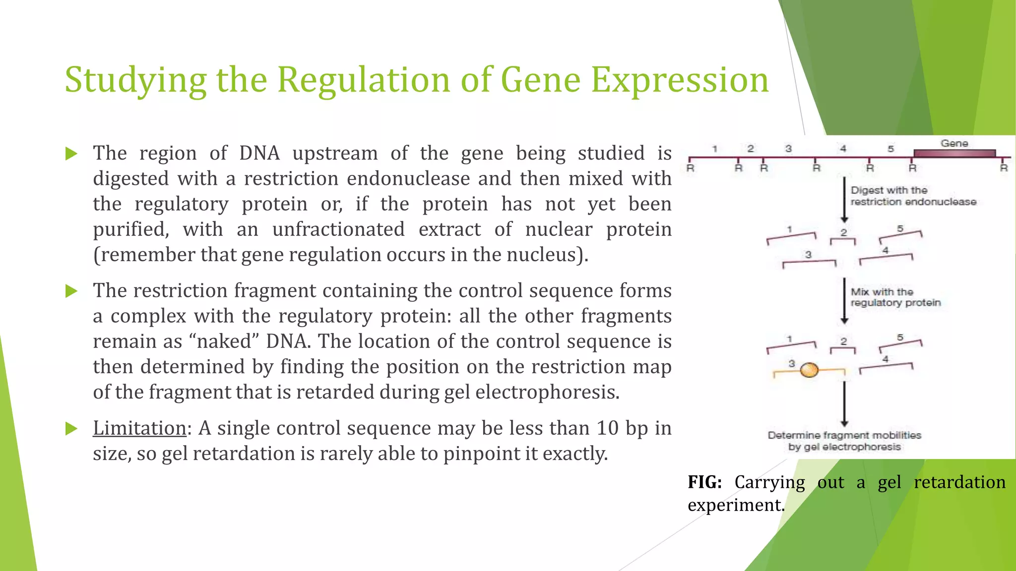 Studying the Regulation of Gene Expression
 The region of DNA upstream of the gene being studied is
digested with a restriction endonuclease and then mixed with
the regulatory protein or, if the protein has not yet been
purified, with an unfractionated extract of nuclear protein
(remember that gene regulation occurs in the nucleus).
 The restriction fragment containing the control sequence forms
a complex with the regulatory protein: all the other fragments
remain as “naked” DNA. The location of the control sequence is
then determined by finding the position on the restriction map
of the fragment that is retarded during gel electrophoresis.
 Limitation: A single control sequence may be less than 10 bp in
size, so gel retardation is rarely able to pinpoint it exactly.
FIG: Carrying out a gel retardation
experiment.
 