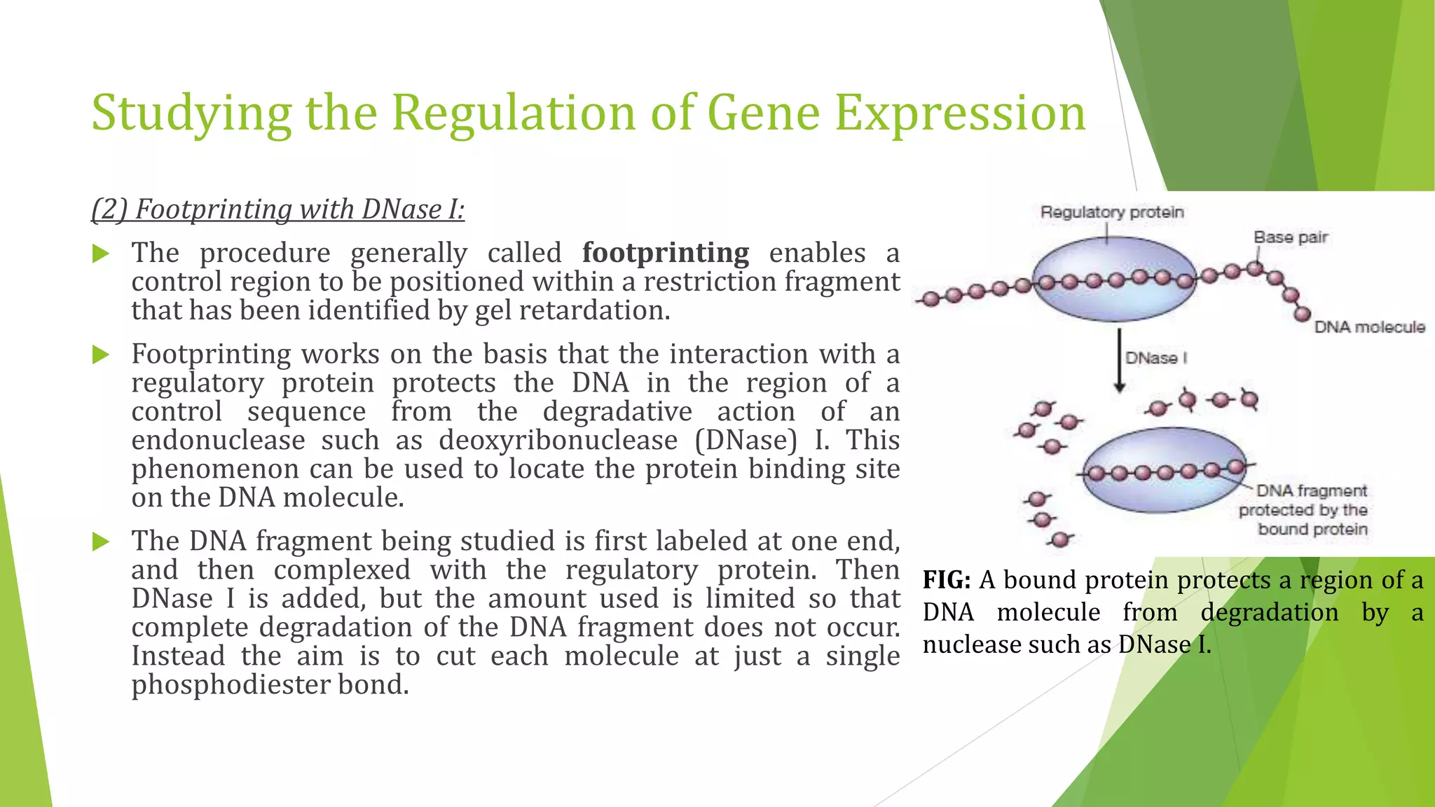 Studying the Regulation of Gene Expression
(2) Footprinting with DNase I:
 The procedure generally called footprinting enables a
control region to be positioned within a restriction fragment
that has been identified by gel retardation.
 Footprinting works on the basis that the interaction with a
regulatory protein protects the DNA in the region of a
control sequence from the degradative action of an
endonuclease such as deoxyribonuclease (DNase) I. This
phenomenon can be used to locate the protein binding site
on the DNA molecule.
 The DNA fragment being studied is first labeled at one end,
and then complexed with the regulatory protein. Then
DNase I is added, but the amount used is limited so that
complete degradation of the DNA fragment does not occur.
Instead the aim is to cut each molecule at just a single
phosphodiester bond.
FIG: A bound protein protects a region of a
DNA molecule from degradation by a
nuclease such as DNase I.
 
