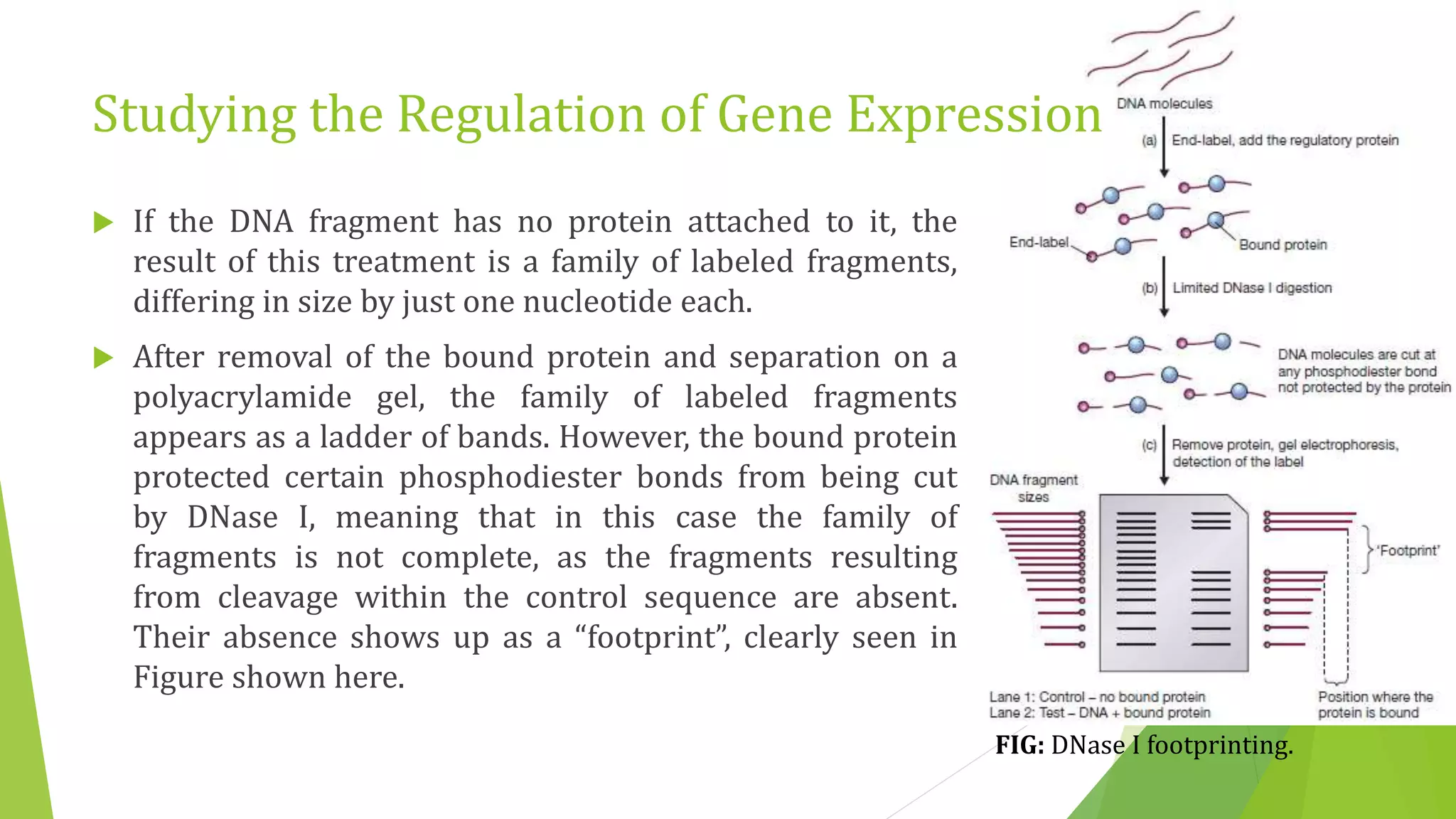 Studying the Regulation of Gene Expression
 If the DNA fragment has no protein attached to it, the
result of this treatment is a family of labeled fragments,
differing in size by just one nucleotide each.
 After removal of the bound protein and separation on a
polyacrylamide gel, the family of labeled fragments
appears as a ladder of bands. However, the bound protein
protected certain phosphodiester bonds from being cut
by DNase I, meaning that in this case the family of
fragments is not complete, as the fragments resulting
from cleavage within the control sequence are absent.
Their absence shows up as a “footprint”, clearly seen in
Figure shown here.
FIG: DNase I footprinting.
 