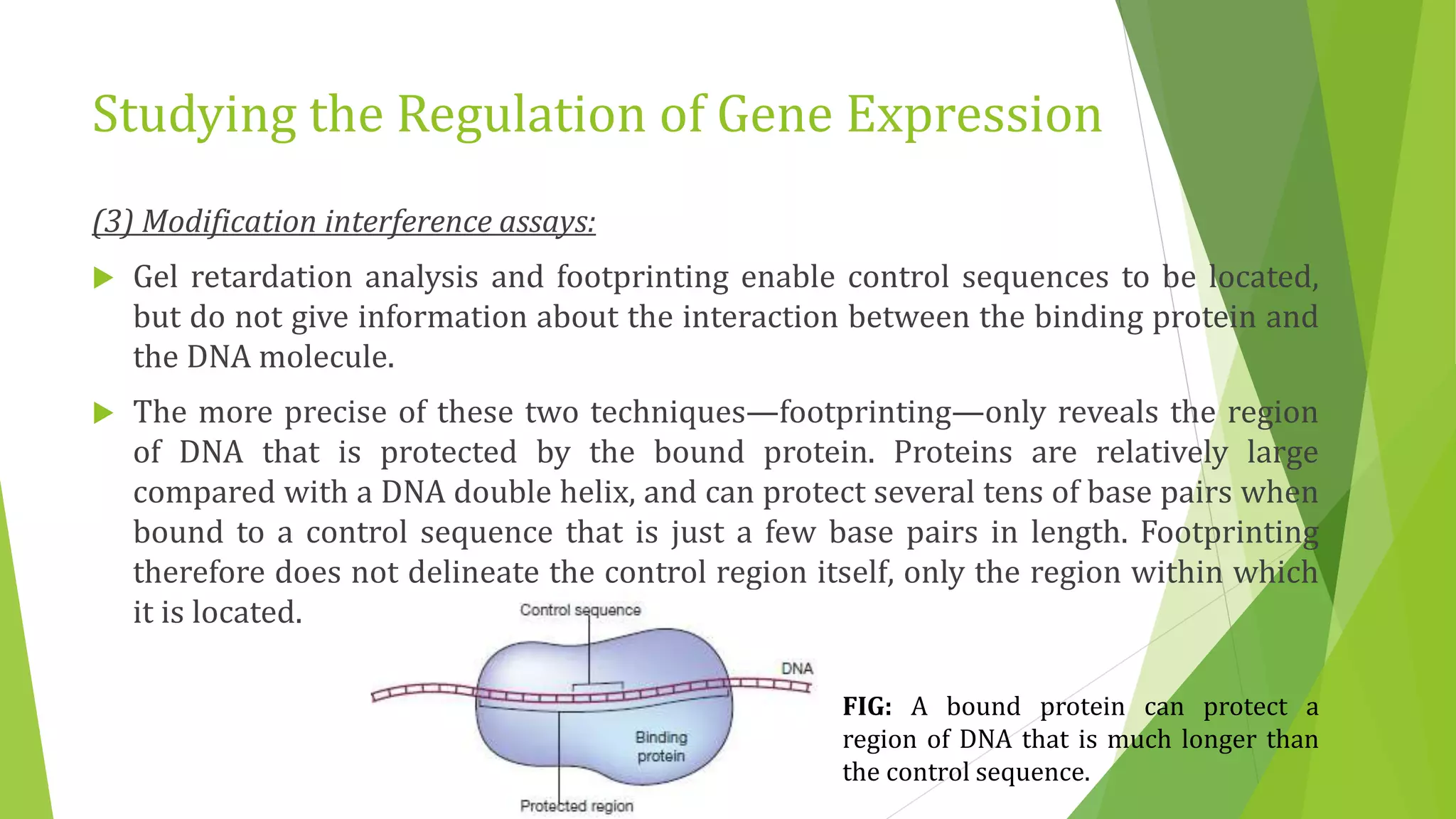 Studying the Regulation of Gene Expression
(3) Modification interference assays:
 Gel retardation analysis and footprinting enable control sequences to be located,
but do not give information about the interaction between the binding protein and
the DNA molecule.
 The more precise of these two techniques—footprinting—only reveals the region
of DNA that is protected by the bound protein. Proteins are relatively large
compared with a DNA double helix, and can protect several tens of base pairs when
bound to a control sequence that is just a few base pairs in length. Footprinting
therefore does not delineate the control region itself, only the region within which
it is located.
FIG: A bound protein can protect a
region of DNA that is much longer than
the control sequence.
 