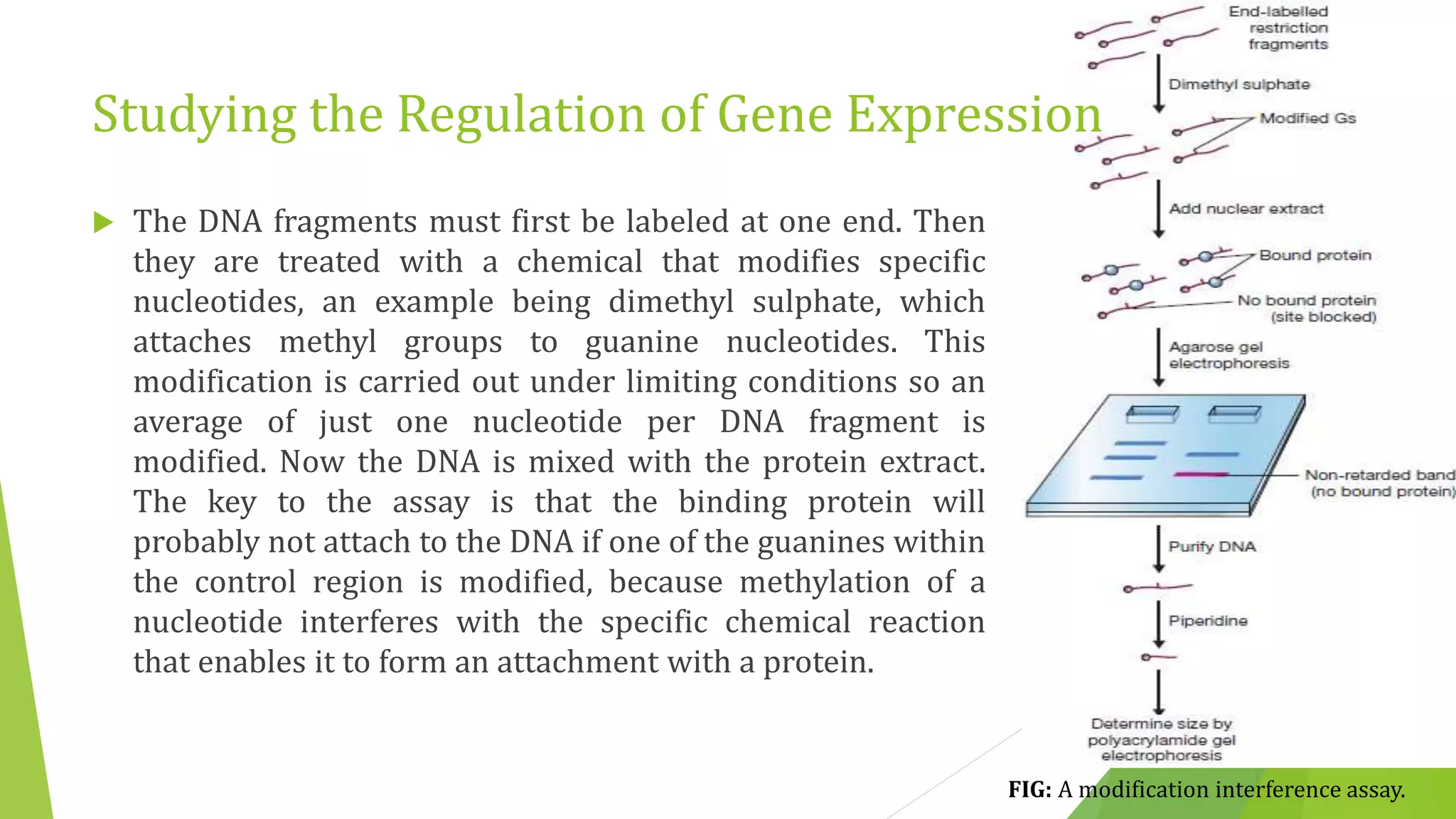 Studying the Regulation of Gene Expression
 The DNA fragments must first be labeled at one end. Then
they are treated with a chemical that modifies specific
nucleotides, an example being dimethyl sulphate, which
attaches methyl groups to guanine nucleotides. This
modification is carried out under limiting conditions so an
average of just one nucleotide per DNA fragment is
modified. Now the DNA is mixed with the protein extract.
The key to the assay is that the binding protein will
probably not attach to the DNA if one of the guanines within
the control region is modified, because methylation of a
nucleotide interferes with the specific chemical reaction
that enables it to form an attachment with a protein.
FIG: A modification interference assay.
 