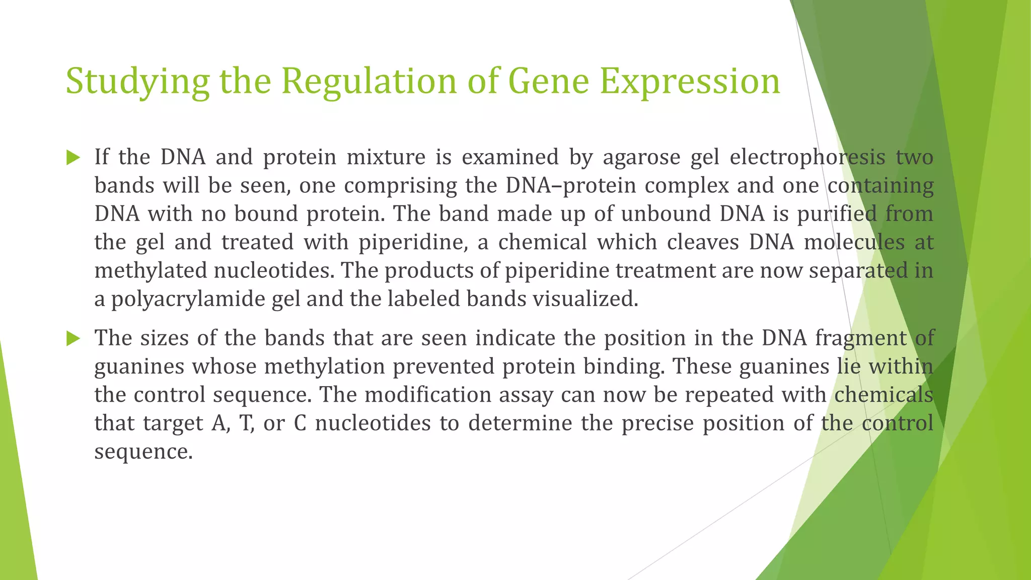 Studying the Regulation of Gene Expression
 If the DNA and protein mixture is examined by agarose gel electrophoresis two
bands will be seen, one comprising the DNA–protein complex and one containing
DNA with no bound protein. The band made up of unbound DNA is purified from
the gel and treated with piperidine, a chemical which cleaves DNA molecules at
methylated nucleotides. The products of piperidine treatment are now separated in
a polyacrylamide gel and the labeled bands visualized.
 The sizes of the bands that are seen indicate the position in the DNA fragment of
guanines whose methylation prevented protein binding. These guanines lie within
the control sequence. The modification assay can now be repeated with chemicals
that target A, T, or C nucleotides to determine the precise position of the control
sequence.
 