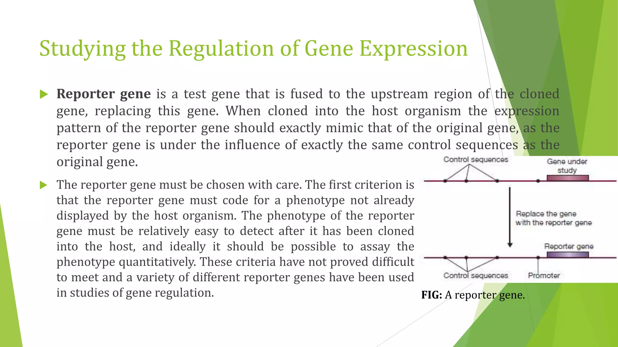 Studying the Regulation of Gene Expression
 Reporter gene is a test gene that is fused to the upstream region of the cloned
gene, replacing this gene. When cloned into the host organism the expression
pattern of the reporter gene should exactly mimic that of the original gene, as the
reporter gene is under the influence of exactly the same control sequences as the
original gene.
 The reporter gene must be chosen with care. The first criterion is
that the reporter gene must code for a phenotype not already
displayed by the host organism. The phenotype of the reporter
gene must be relatively easy to detect after it has been cloned
into the host, and ideally it should be possible to assay the
phenotype quantitatively. These criteria have not proved difficult
to meet and a variety of different reporter genes have been used
in studies of gene regulation. FIG: A reporter gene.
 