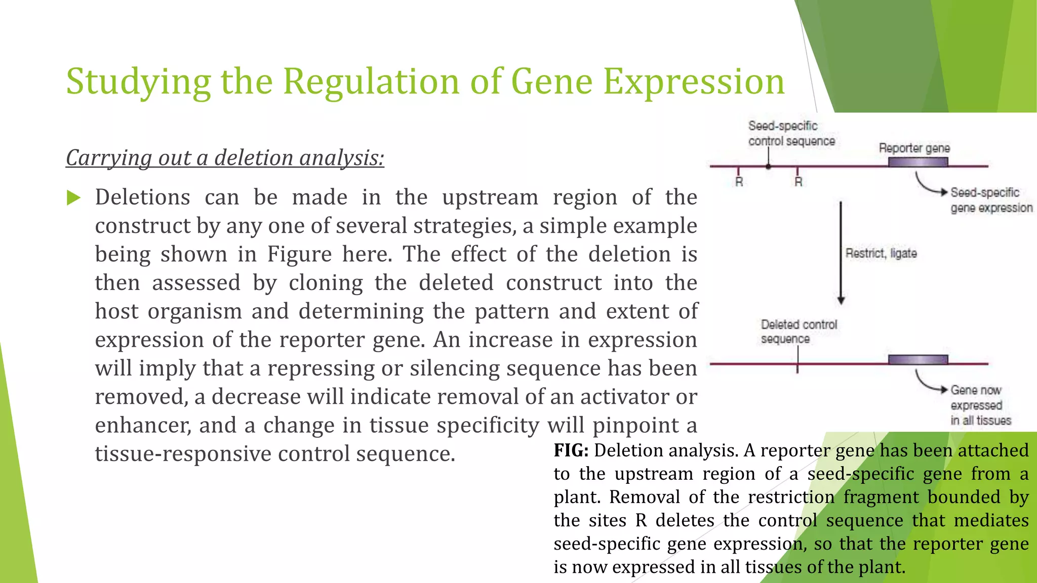 Studying the Regulation of Gene Expression
Carrying out a deletion analysis:
 Deletions can be made in the upstream region of the
construct by any one of several strategies, a simple example
being shown in Figure here. The effect of the deletion is
then assessed by cloning the deleted construct into the
host organism and determining the pattern and extent of
expression of the reporter gene. An increase in expression
will imply that a repressing or silencing sequence has been
removed, a decrease will indicate removal of an activator or
enhancer, and a change in tissue specificity will pinpoint a
tissue-responsive control sequence. FIG: Deletion analysis. A reporter gene has been attached
to the upstream region of a seed-specific gene from a
plant. Removal of the restriction fragment bounded by
the sites R deletes the control sequence that mediates
seed-specific gene expression, so that the reporter gene
is now expressed in all tissues of the plant.
 