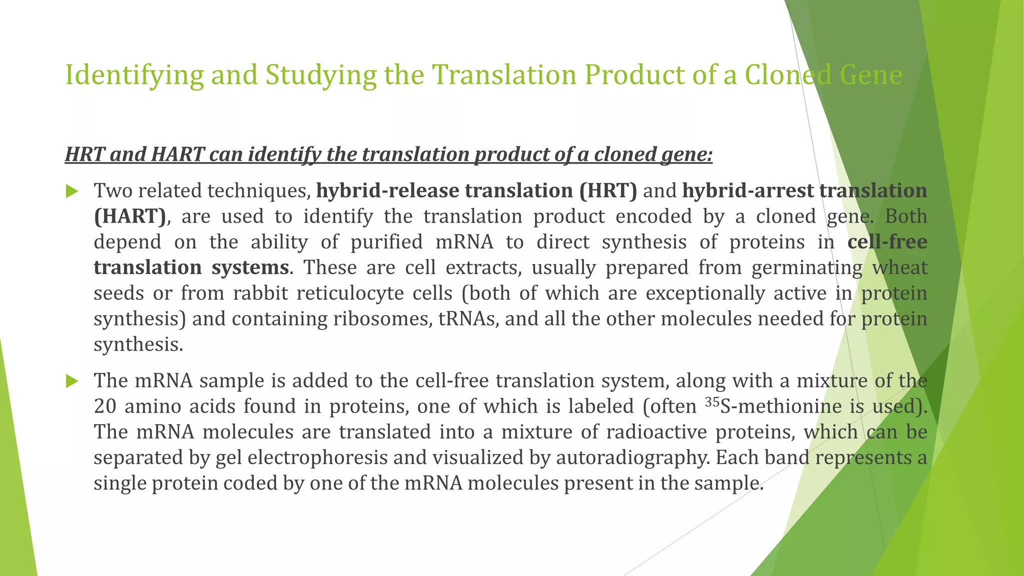 Identifying and Studying the Translation Product of a Cloned Gene
HRT and HART can identify the translation product of a cloned gene:
 Two related techniques, hybrid-release translation (HRT) and hybrid-arrest translation
(HART), are used to identify the translation product encoded by a cloned gene. Both
depend on the ability of purified mRNA to direct synthesis of proteins in cell-free
translation systems. These are cell extracts, usually prepared from germinating wheat
seeds or from rabbit reticulocyte cells (both of which are exceptionally active in protein
synthesis) and containing ribosomes, tRNAs, and all the other molecules needed for protein
synthesis.
 The mRNA sample is added to the cell-free translation system, along with a mixture of the
20 amino acids found in proteins, one of which is labeled (often 35S-methionine is used).
The mRNA molecules are translated into a mixture of radioactive proteins, which can be
separated by gel electrophoresis and visualized by autoradiography. Each band represents a
single protein coded by one of the mRNA molecules present in the sample.
 