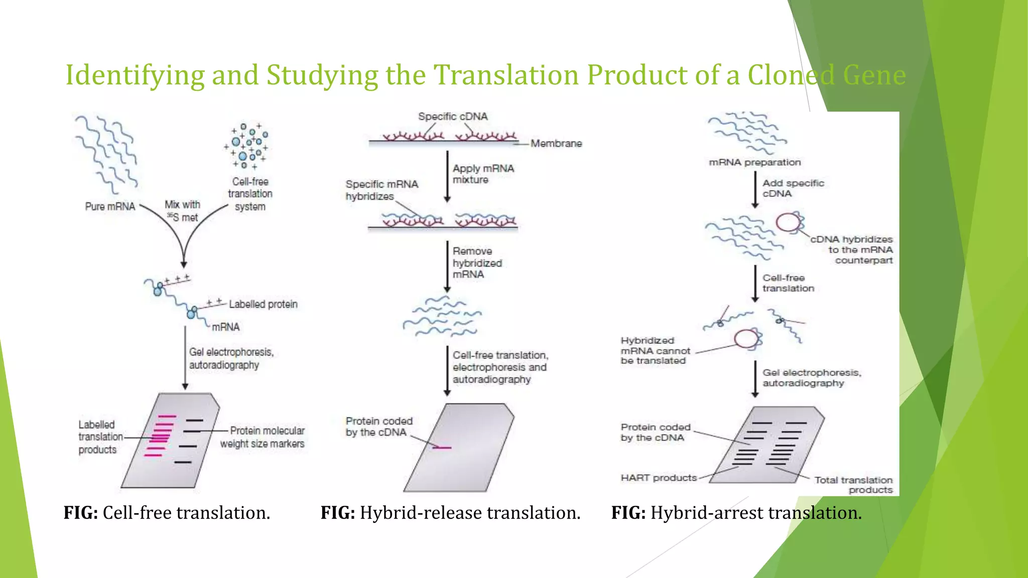 Identifying and Studying the Translation Product of a Cloned Gene
FIG: Cell-free translation. FIG: Hybrid-release translation. FIG: Hybrid-arrest translation.
 