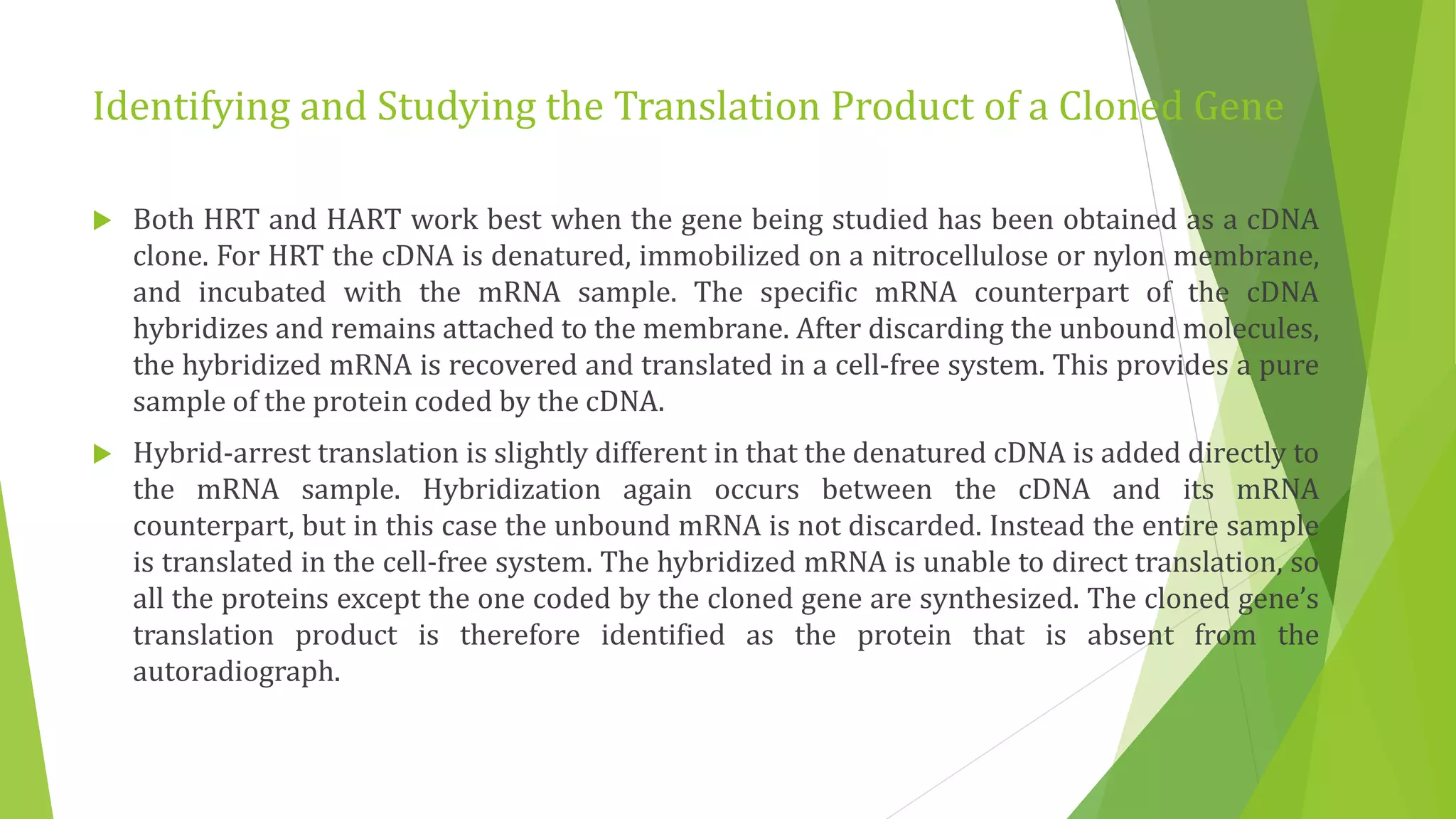Identifying and Studying the Translation Product of a Cloned Gene
 Both HRT and HART work best when the gene being studied has been obtained as a cDNA
clone. For HRT the cDNA is denatured, immobilized on a nitrocellulose or nylon membrane,
and incubated with the mRNA sample. The specific mRNA counterpart of the cDNA
hybridizes and remains attached to the membrane. After discarding the unbound molecules,
the hybridized mRNA is recovered and translated in a cell-free system. This provides a pure
sample of the protein coded by the cDNA.
 Hybrid-arrest translation is slightly different in that the denatured cDNA is added directly to
the mRNA sample. Hybridization again occurs between the cDNA and its mRNA
counterpart, but in this case the unbound mRNA is not discarded. Instead the entire sample
is translated in the cell-free system. The hybridized mRNA is unable to direct translation, so
all the proteins except the one coded by the cloned gene are synthesized. The cloned gene’s
translation product is therefore identified as the protein that is absent from the
autoradiograph.
 