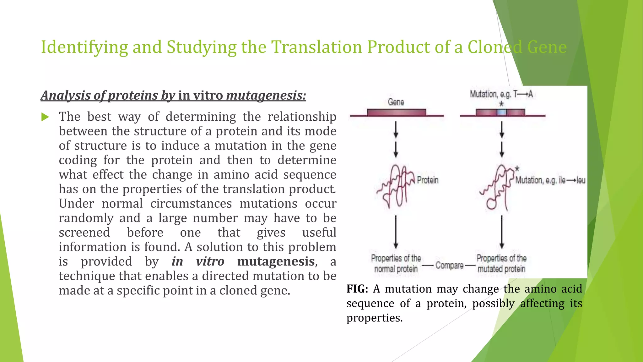 Identifying and Studying the Translation Product of a Cloned Gene
Analysis of proteins by in vitro mutagenesis:
 The best way of determining the relationship
between the structure of a protein and its mode
of structure is to induce a mutation in the gene
coding for the protein and then to determine
what effect the change in amino acid sequence
has on the properties of the translation product.
Under normal circumstances mutations occur
randomly and a large number may have to be
screened before one that gives useful
information is found. A solution to this problem
is provided by in vitro mutagenesis, a
technique that enables a directed mutation to be
made at a specific point in a cloned gene. FIG: A mutation may change the amino acid
sequence of a protein, possibly affecting its
properties.
 
