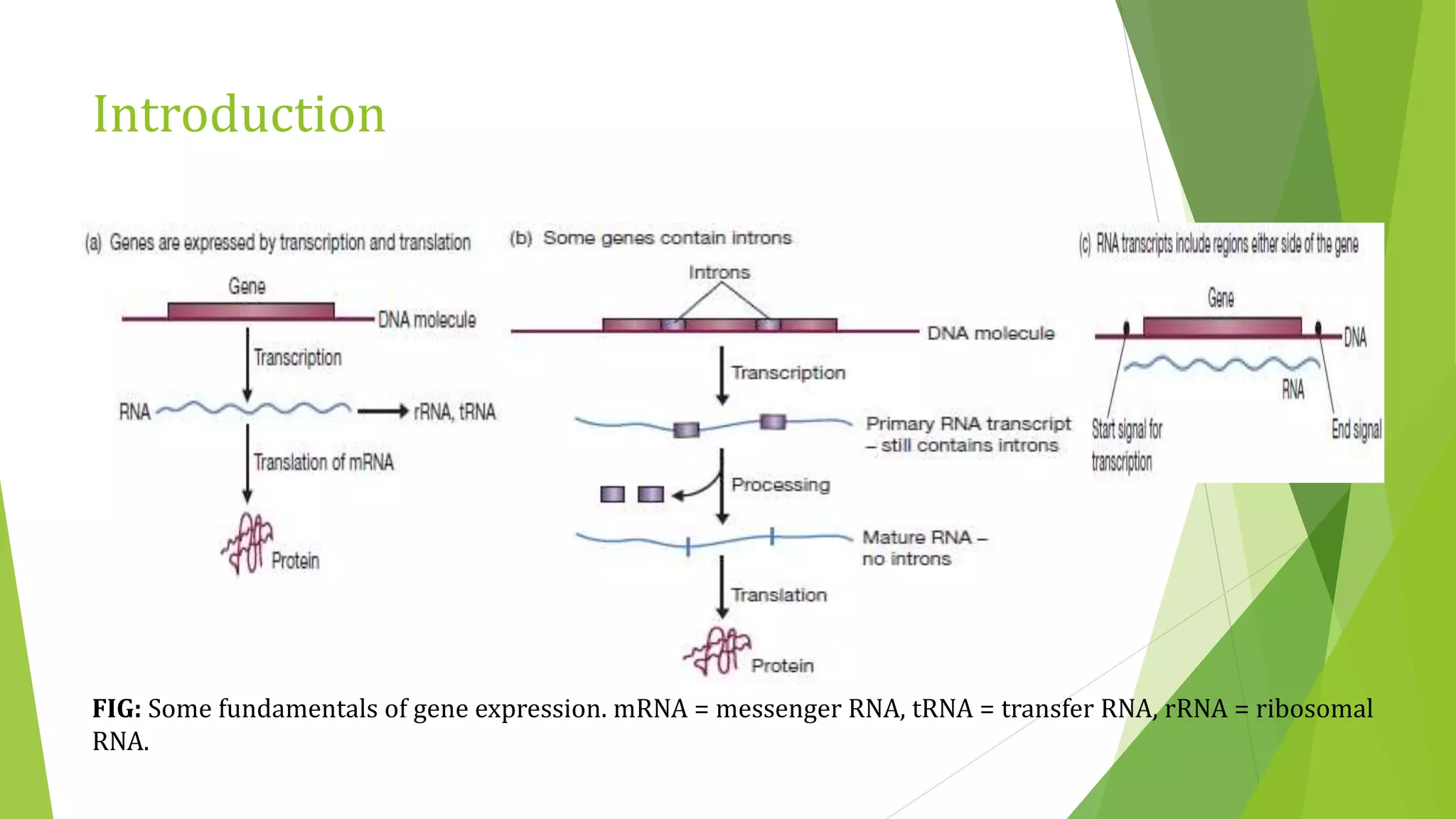 Introduction
FIG: Some fundamentals of gene expression. mRNA = messenger RNA, tRNA = transfer RNA, rRNA = ribosomal
RNA.
 