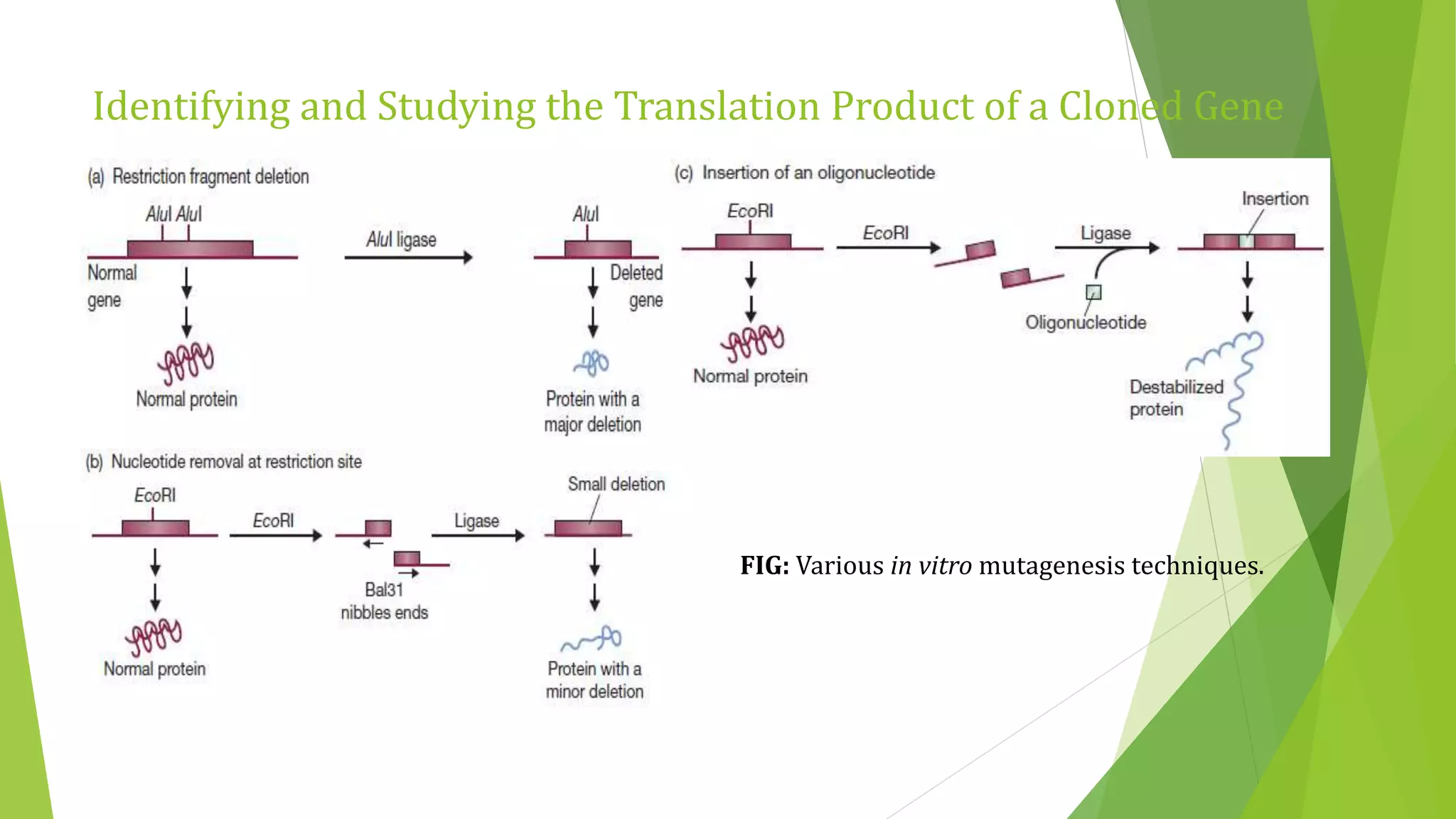 Identifying and Studying the Translation Product of a Cloned Gene
FIG: Various in vitro mutagenesis techniques.
 