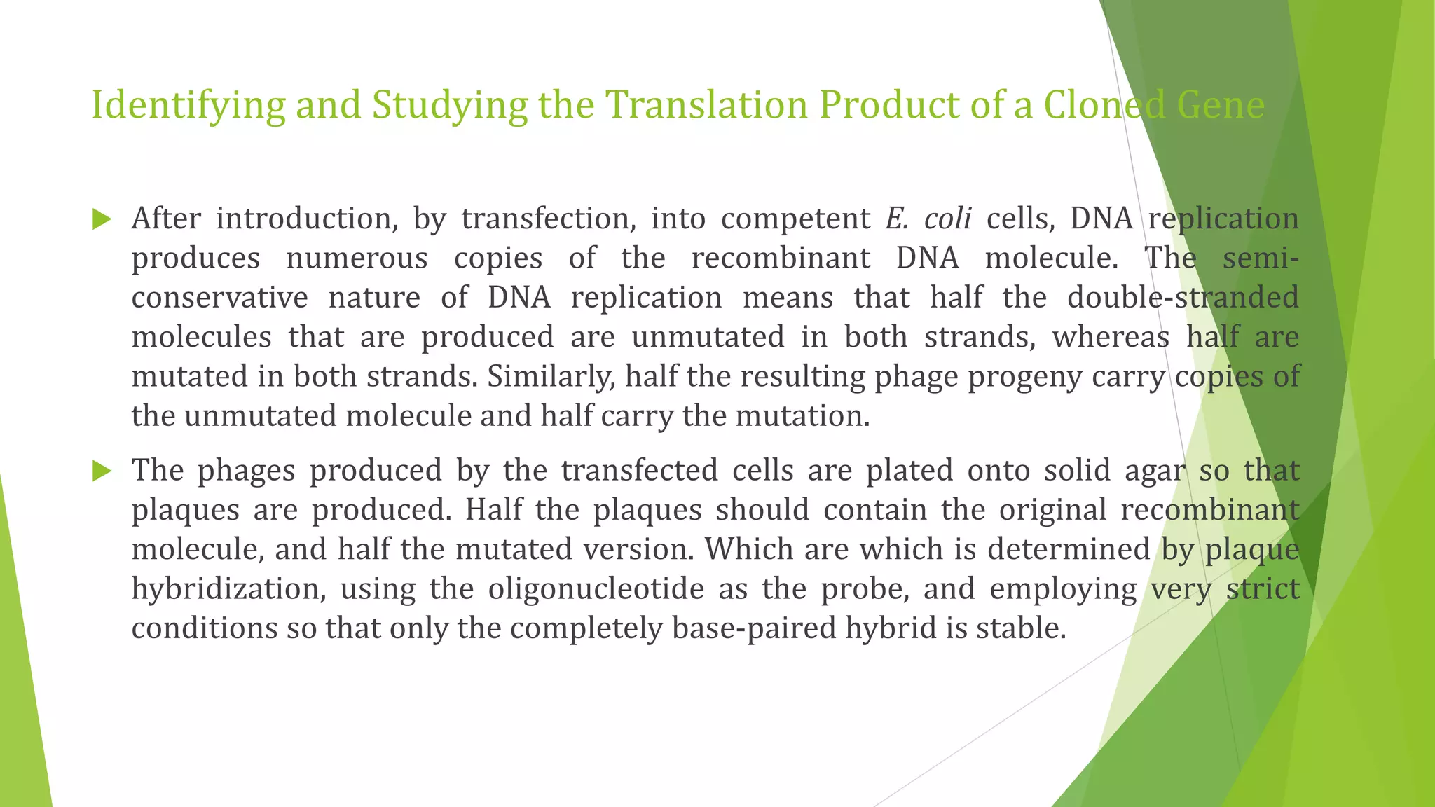 Identifying and Studying the Translation Product of a Cloned Gene
 After introduction, by transfection, into competent E. coli cells, DNA replication
produces numerous copies of the recombinant DNA molecule. The semi-
conservative nature of DNA replication means that half the double-stranded
molecules that are produced are unmutated in both strands, whereas half are
mutated in both strands. Similarly, half the resulting phage progeny carry copies of
the unmutated molecule and half carry the mutation.
 The phages produced by the transfected cells are plated onto solid agar so that
plaques are produced. Half the plaques should contain the original recombinant
molecule, and half the mutated version. Which are which is determined by plaque
hybridization, using the oligonucleotide as the probe, and employing very strict
conditions so that only the completely base-paired hybrid is stable.
 