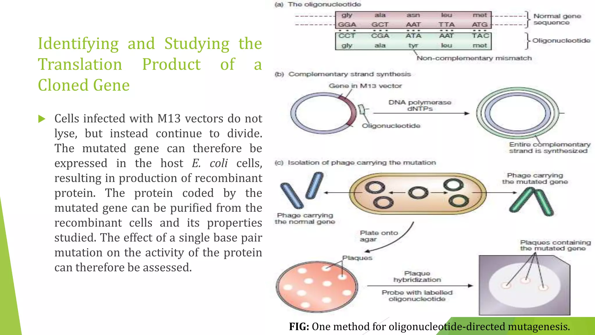 Identifying and Studying the
Translation Product of a
Cloned Gene
 Cells infected with M13 vectors do not
lyse, but instead continue to divide.
The mutated gene can therefore be
expressed in the host E. coli cells,
resulting in production of recombinant
protein. The protein coded by the
mutated gene can be purified from the
recombinant cells and its properties
studied. The effect of a single base pair
mutation on the activity of the protein
can therefore be assessed.
FIG: One method for oligonucleotide-directed mutagenesis.
 