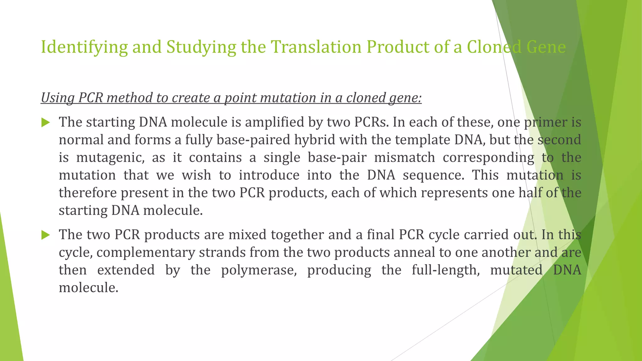 Identifying and Studying the Translation Product of a Cloned Gene
Using PCR method to create a point mutation in a cloned gene:
 The starting DNA molecule is amplified by two PCRs. In each of these, one primer is
normal and forms a fully base-paired hybrid with the template DNA, but the second
is mutagenic, as it contains a single base-pair mismatch corresponding to the
mutation that we wish to introduce into the DNA sequence. This mutation is
therefore present in the two PCR products, each of which represents one half of the
starting DNA molecule.
 The two PCR products are mixed together and a final PCR cycle carried out. In this
cycle, complementary strands from the two products anneal to one another and are
then extended by the polymerase, producing the full-length, mutated DNA
molecule.
 
