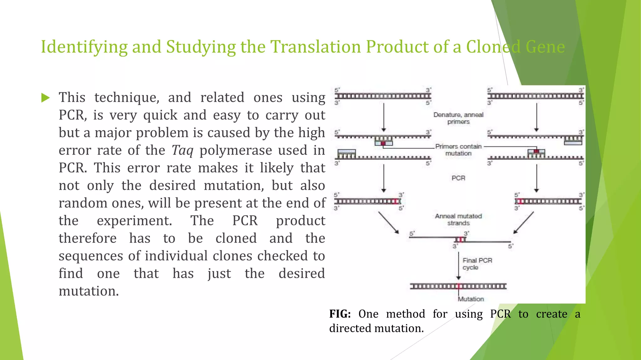 Identifying and Studying the Translation Product of a Cloned Gene
 This technique, and related ones using
PCR, is very quick and easy to carry out
but a major problem is caused by the high
error rate of the Taq polymerase used in
PCR. This error rate makes it likely that
not only the desired mutation, but also
random ones, will be present at the end of
the experiment. The PCR product
therefore has to be cloned and the
sequences of individual clones checked to
find one that has just the desired
mutation.
FIG: One method for using PCR to create a
directed mutation.
 