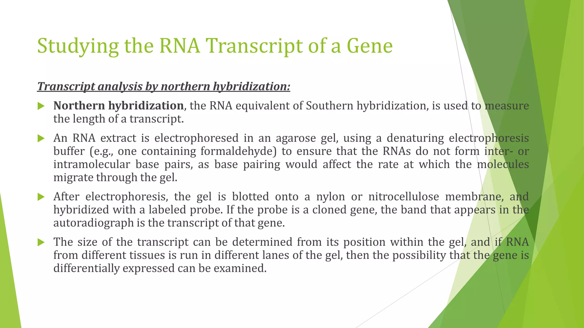 Studying the RNA Transcript of a Gene
Transcript analysis by northern hybridization:
 Northern hybridization, the RNA equivalent of Southern hybridization, is used to measure
the length of a transcript.
 An RNA extract is electrophoresed in an agarose gel, using a denaturing electrophoresis
buffer (e.g., one containing formaldehyde) to ensure that the RNAs do not form inter- or
intramolecular base pairs, as base pairing would affect the rate at which the molecules
migrate through the gel.
 After electrophoresis, the gel is blotted onto a nylon or nitrocellulose membrane, and
hybridized with a labeled probe. If the probe is a cloned gene, the band that appears in the
autoradiograph is the transcript of that gene.
 The size of the transcript can be determined from its position within the gel, and if RNA
from different tissues is run in different lanes of the gel, then the possibility that the gene is
differentially expressed can be examined.
 