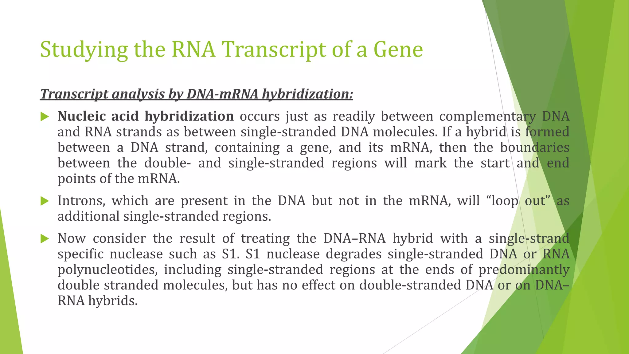 Studying the RNA Transcript of a Gene
Transcript analysis by DNA-mRNA hybridization:
 Nucleic acid hybridization occurs just as readily between complementary DNA
and RNA strands as between single-stranded DNA molecules. If a hybrid is formed
between a DNA strand, containing a gene, and its mRNA, then the boundaries
between the double- and single-stranded regions will mark the start and end
points of the mRNA.
 Introns, which are present in the DNA but not in the mRNA, will “loop out” as
additional single-stranded regions.
 Now consider the result of treating the DNA–RNA hybrid with a single-strand
specific nuclease such as S1. S1 nuclease degrades single-stranded DNA or RNA
polynucleotides, including single-stranded regions at the ends of predominantly
double stranded molecules, but has no effect on double-stranded DNA or on DNA–
RNA hybrids.
 