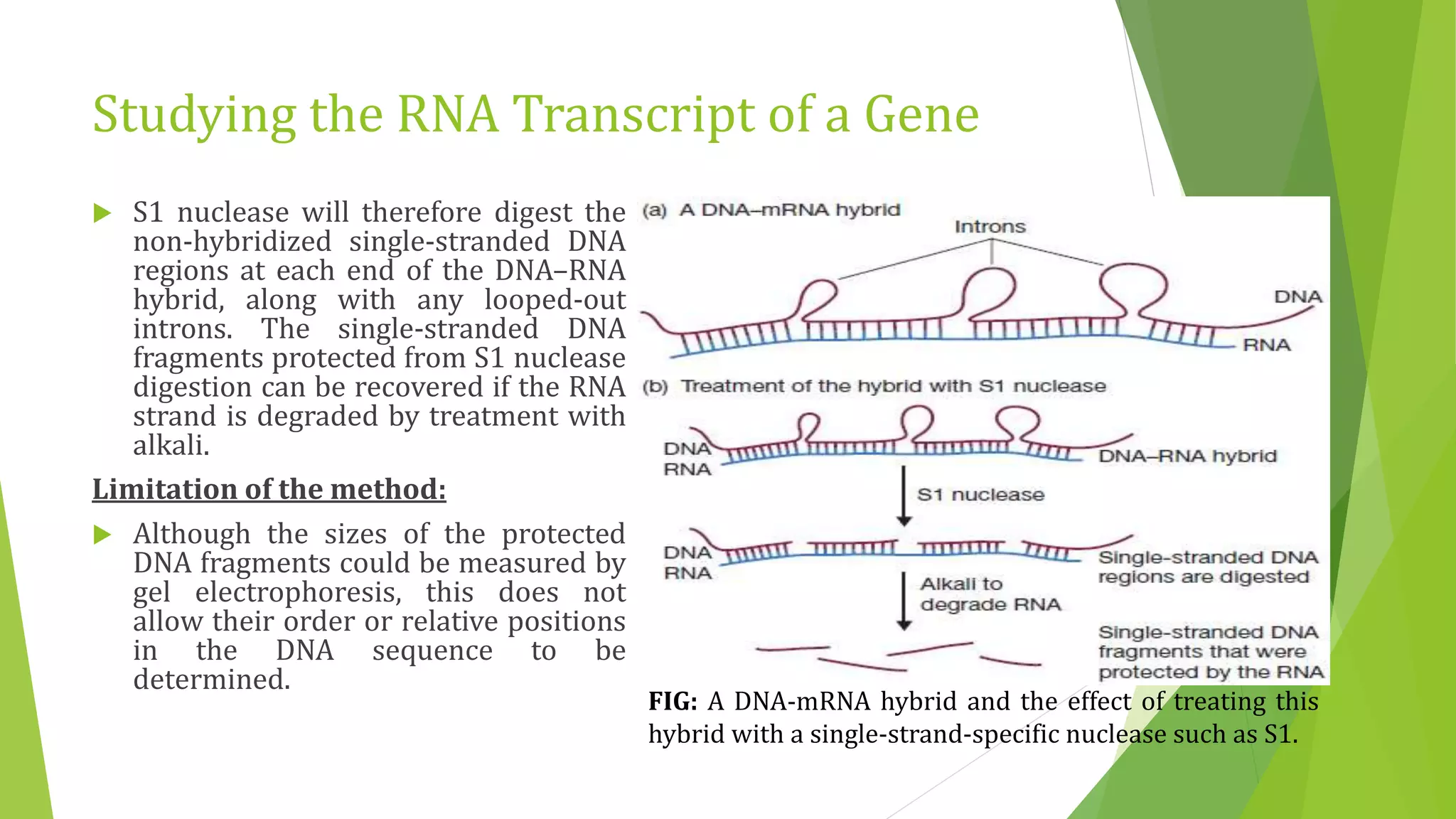 Studying the RNA Transcript of a Gene
FIG: A DNA-mRNA hybrid and the effect of treating this
hybrid with a single-strand-specific nuclease such as S1.
 S1 nuclease will therefore digest the
non-hybridized single-stranded DNA
regions at each end of the DNA–RNA
hybrid, along with any looped-out
introns. The single-stranded DNA
fragments protected from S1 nuclease
digestion can be recovered if the RNA
strand is degraded by treatment with
alkali.
Limitation of the method:
 Although the sizes of the protected
DNA fragments could be measured by
gel electrophoresis, this does not
allow their order or relative positions
in the DNA sequence to be
determined.
 