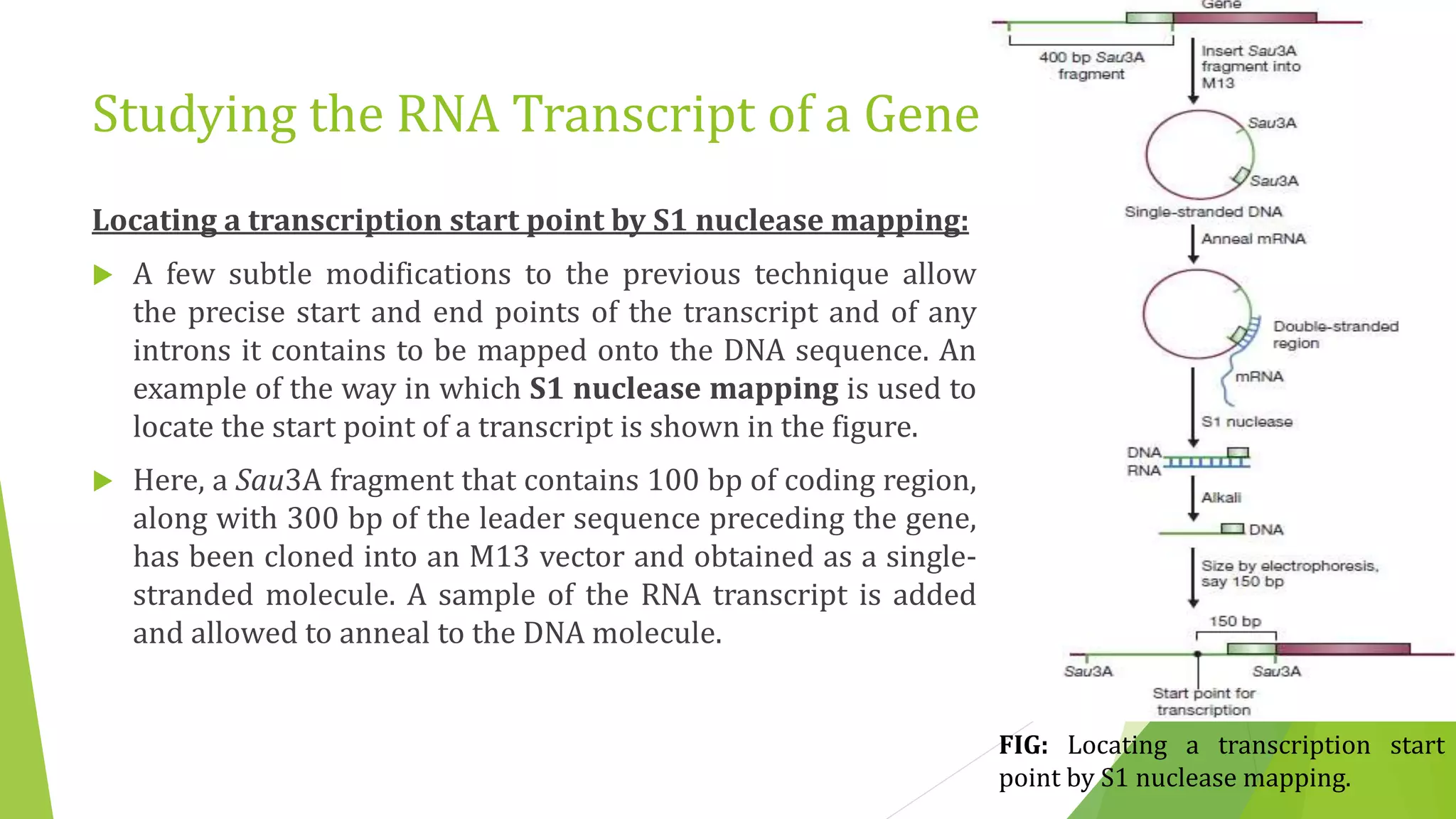 Studying the RNA Transcript of a Gene
Locating a transcription start point by S1 nuclease mapping:
 A few subtle modifications to the previous technique allow
the precise start and end points of the transcript and of any
introns it contains to be mapped onto the DNA sequence. An
example of the way in which S1 nuclease mapping is used to
locate the start point of a transcript is shown in the figure.
 Here, a Sau3A fragment that contains 100 bp of coding region,
along with 300 bp of the leader sequence preceding the gene,
has been cloned into an M13 vector and obtained as a single-
stranded molecule. A sample of the RNA transcript is added
and allowed to anneal to the DNA molecule.
FIG: Locating a transcription start
point by S1 nuclease mapping.
 