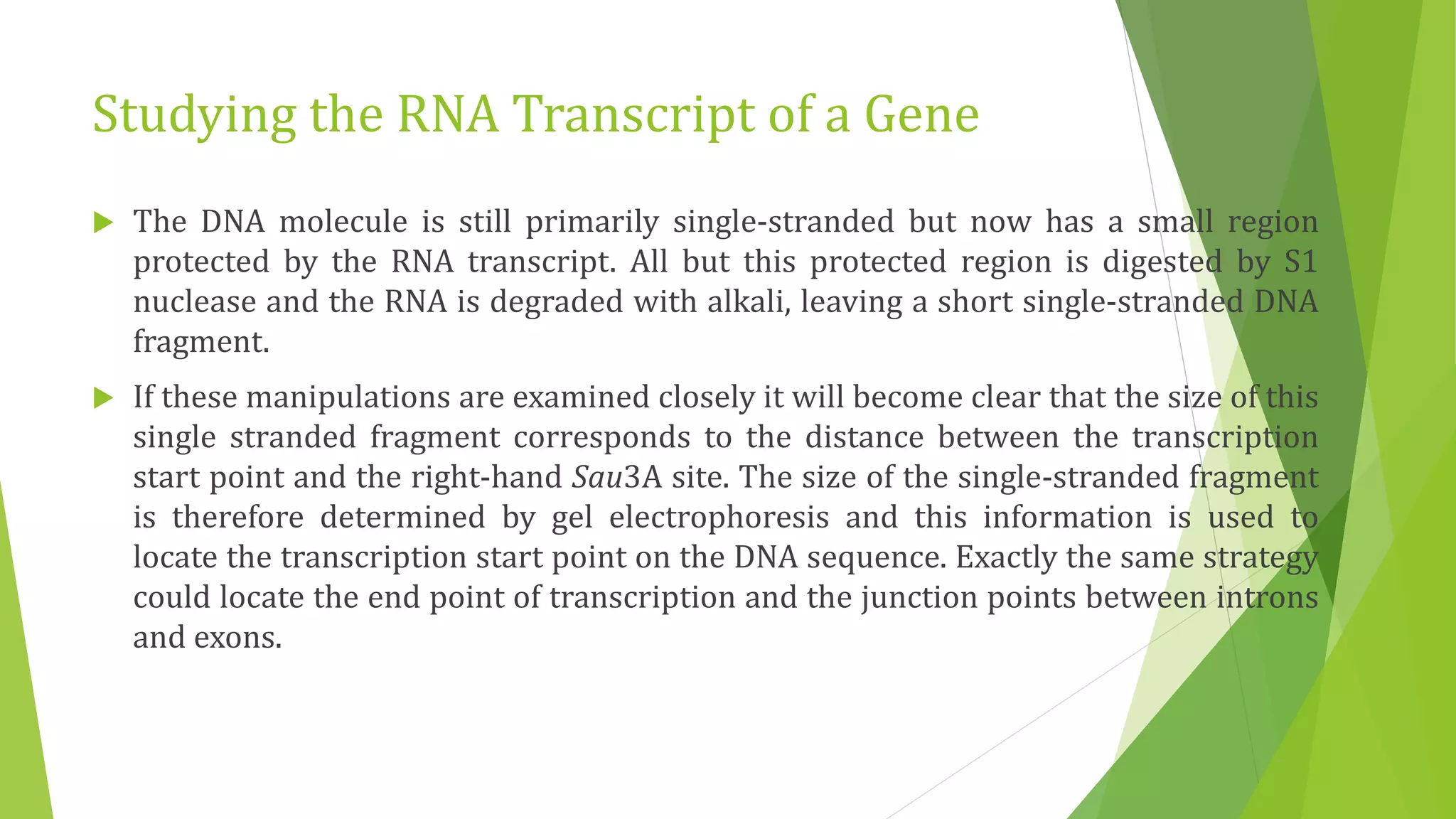 Studying the RNA Transcript of a Gene
 The DNA molecule is still primarily single-stranded but now has a small region
protected by the RNA transcript. All but this protected region is digested by S1
nuclease and the RNA is degraded with alkali, leaving a short single-stranded DNA
fragment.
 If these manipulations are examined closely it will become clear that the size of this
single stranded fragment corresponds to the distance between the transcription
start point and the right-hand Sau3A site. The size of the single-stranded fragment
is therefore determined by gel electrophoresis and this information is used to
locate the transcription start point on the DNA sequence. Exactly the same strategy
could locate the end point of transcription and the junction points between introns
and exons.
 