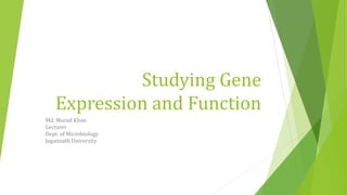 Studying Gene
Expression and Function
Md. Murad Khan
Lecturer
Dept. of Microbiology
Jagannath University
 