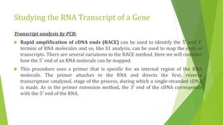Studying gene expression and function | PPTX