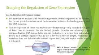Studying gene expression and function | PPTX