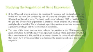 Studying gene expression and function | PPTX