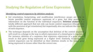 Studying gene expression and function | PPTX