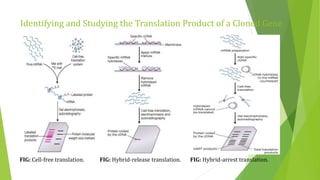 Studying gene expression and function | PPTX