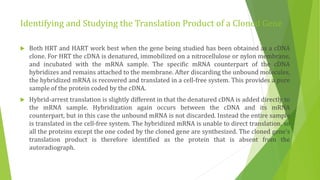 Studying gene expression and function | PPTX